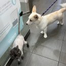 아이펫 동물병원 이미지