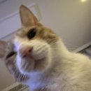 오니하우스 이미지