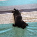 캡틴 켄넬 | [공지] 봄베이 고양이 분양 절차 안내 (2025.08 update)