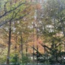 신동길 | 가을에 가기좋은 캠핑장 추천 - 심천한마음캠핑랜드 가을방문 후기