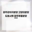 광주강아지분양 고양이분양 다루펫 광주점 | 강아지 키우고 싶을때는 광주강아지분양 고양이분양 도로시펫 광주푸들분양