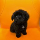 도그마루 강아지 고양이 성남분당점 이미지