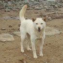 백호켄넬 이미지