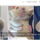 지엠오테크