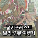몽키포레스트 우붓 발리 관광 신혼여행 원숭이 관광 주의사항