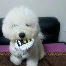 (무연담배스누스)여자담배 추천! 담배냄새 없는 스누스코리아 스누스~^^