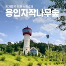 사계절아이스크림할인마켓 | 용인 자작나무숲 다녀왔어요! 입장료 주차 베툴라카페 수국 총정리