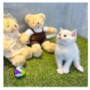 도그마루 강아지고양이 안양점 이미지