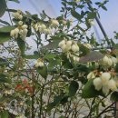 현제농장 이미지