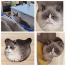 무릎 위의 고양이 무냥 이미지