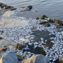 해운대물고기 이미지