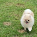 애견카페왕 이미지