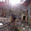 맹수 농장 이미지