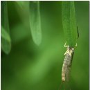 풀잎속의생명 이미지