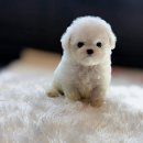 우리집 막둥이 이미지