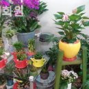 꽃누리화원 - 군산시 월명로 158 | 꽃누리화원