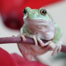 청개구리 이미지