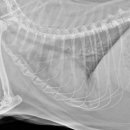 돌봄 동물병원 이미지