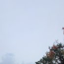 충남서산지역자활센터(뜸부기모시떡) 네이버블로그