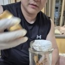 RE:더덕주, 15년 넘었는데 먹어도될까요? 이미지