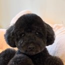 누구보다 소중하개 | 소중하개 해운대 애견미용 반려견 피부 건강과 스트레스 관리 완벽 솔루션