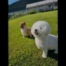 맑은해유치원 | [김포 호텔/가격/후기] 맑은오늘 애견유치원&amp;호텔 김포 호텔, 댕댕이를 위한 최적의 공간