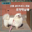 강릉 반려견 호텔 유치원 로젯펫살롱 세인트존스호텔점 | [2월 강릉여행] 강릉 반려견 '로젯펫살롱' 세인트존스 호텔점 내돈내산 후기