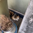 삼순이밥집