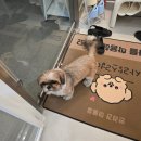 사랑스럽댕 이미지