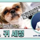 케어벳 이미지