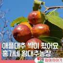 홍가네과일