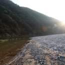 시골다슬기 이미지