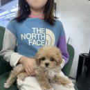 펫퍼스트 24시 강아지분양고양이분양 용인점 이미지