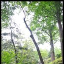 (시간변경)501회 토요걷기는 고려대역에서 개운산과 홍릉수목원을갑니다.. 이미지