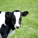 근원목장 이미지