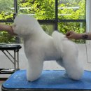 튼튼애견미용 이미지