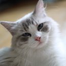 랙돌캐터리올리비아 이미지