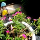 바구니농원 이미지