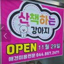 서세종농업협동조합봉암지점 | [애견 미용샾] 세종시 반려동물 미용샾 예약 "산책하는 강아지"