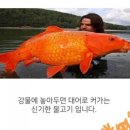 코이(Koi)
