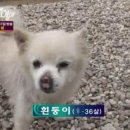흰둥이 이미지