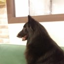 천사 애견 이미지