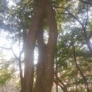 연리지 - 경주시 첨성로39번길 14 | 연리지