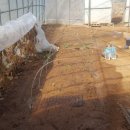 철주농장 이미지