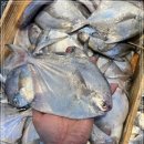 8월 22일(화) 목포는항구다 생선카페 판매생선[ "횟감용" 자랭이병어, 민어(숫치) / 아나고장어, 먹갈치, 아귀, 잡어세트 ] 이미지