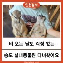 까만여우 | 인천동물원 추천 | 송도 테이블에이 앤 우쥬 카피바라 알파카 직접 만지고 왔어요