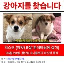 강아지를 찾습니다. 여러분의 제보가 너무나 큰 힘이 됩니다 우리아이 찾을수있게 도와주세요. 이미지