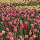 침산근린공원(4) | 익산 신흥근린공원 튤립 실시간 개화 현황🌷4월 방문 후기