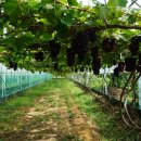 주현농장 이미지