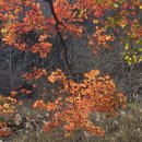 오대산 산채정식 이미지